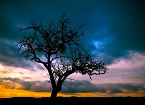 tree-cloud_b