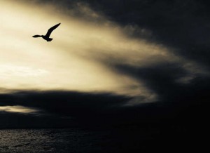 sea_bird_b