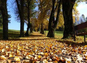 tree-road-leaves_b