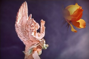 angel_flower