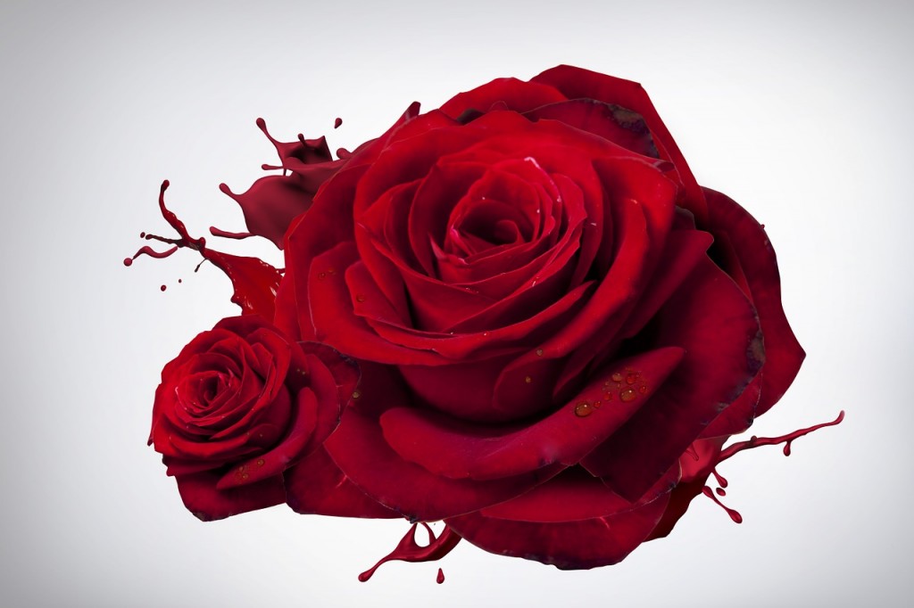 rose