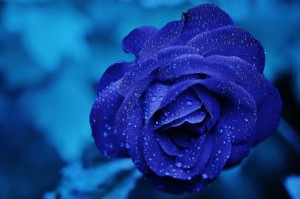 blue_rose