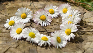 daisy-heart