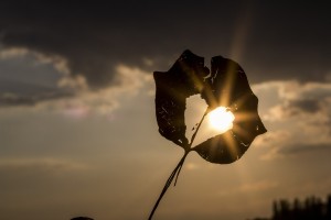 sunbeam