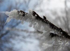 iced_tree