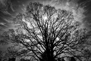 tree_bw