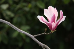 magnolia