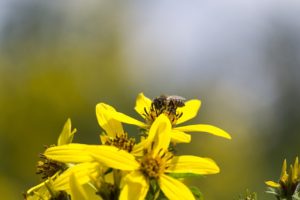 flower_bee