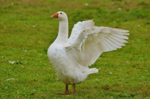 goose
