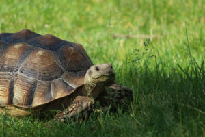 tortoise