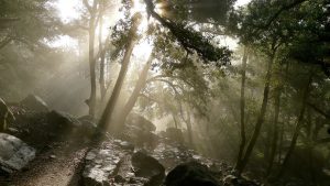 forest_nature