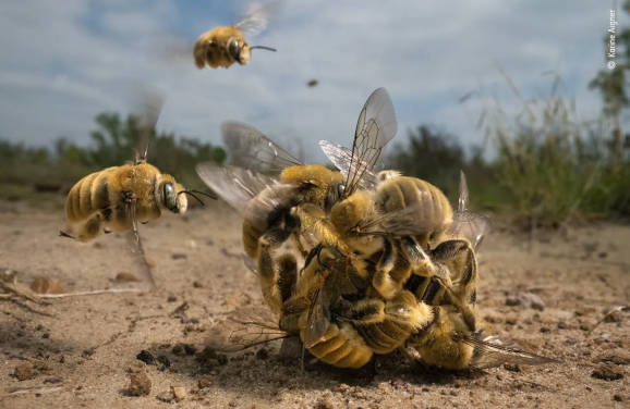 Wildlife Photographer of the Year 2022: Οι φωτογραφίες που ξεχώρισαν!